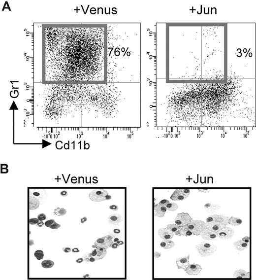 Figure 6. Jun expression in BM drives differentiation along the monocytic lineage. B6 BM cells were enriched for Linneg progenitors and infected with Jun/Venus or Venus vectors and sorted for Venus expression before plating into methylcellulose cultures stimulated with a cytokine cocktail. (A) Flow cytometric analysis of cells isolated from methylcellulose cultures after 1 week show the loss of Gr1+ cells in cultures infected with Jun. Percentage of cells within each immunotyped population is indicated. Typical results of 2 independent experiments. (B) Cytospins of cells isolated from methylcellulose cultures from Jun- or Venus-retroviral vector–infected B6 BM cells demonstrate the absence of granulocytic forms in Jun cultures, consistent with the results from the FACS analysis.
