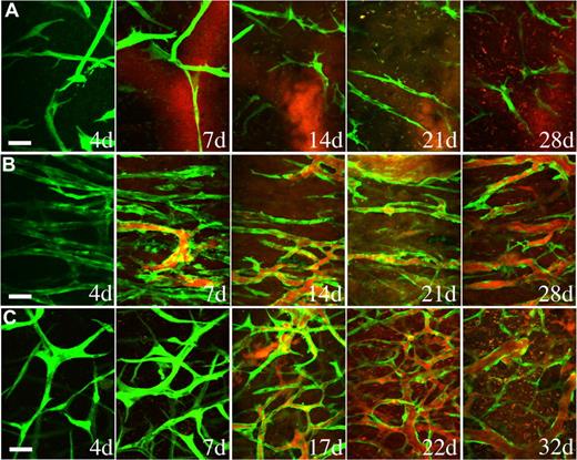 Figure 3. hMSCs stabilized engineered blood vessels in vivo. EGFP-labeled HUVECs were either implanted alone (A) or coimplanted with hMSCs (B) or 10T1/2 cells (C) in a collagen gel onto cranial windows in SCID mice. Images were taken at periodic time points with multiphoton laser scanning microscope to monitor the in vivo dynamics of vascularization by the implanted endothelial cells. Green indicates HUVECs expressing EGFP; red, functional blood vessels contrast-enhanced by rhodamine-dextran. Scale bar represents 50 μm.