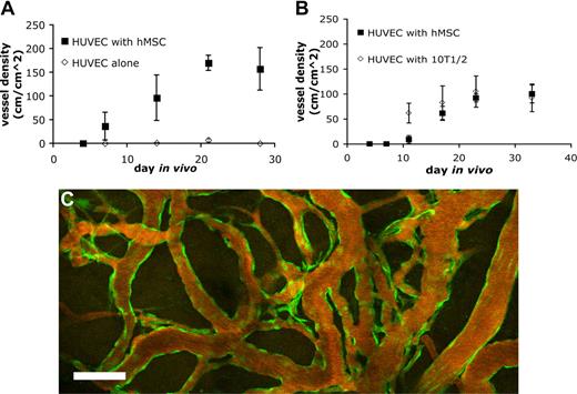 Figure 4. Quantification of functional engineered blood vessel density. Quantification of functional vessel density in SCID mice implanted with HUVECs alone or HUVECs with hMSCs (A) and HUVECs with hMSCs or 10T1/2 (B) (results are mean ± SEM, n = 3 in panel A and n = 5 in panel B; different batches of HUVECs were used in panels A and B, resulting in variation in vessel density between the 2 experiments). (C) The hMSC-stabilized vascular network remained functional for more than 130 days in vivo. Scale bar represents 100 μm.