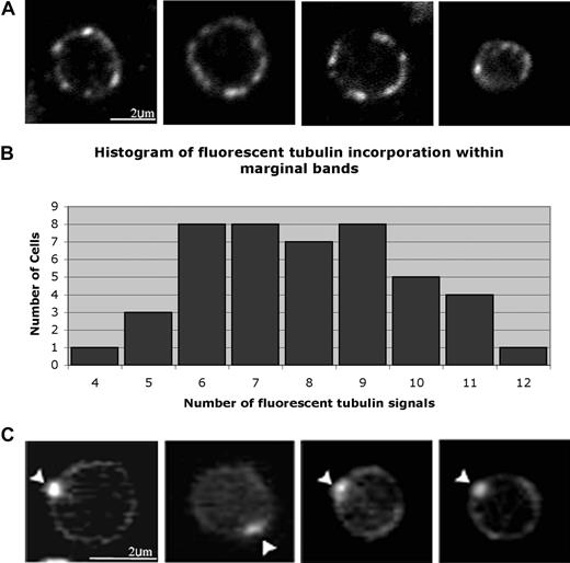 Figure 2. Localization of rhodamine-tubulin in platelets. (A) Mouse platelets permeabilized in 0.4% octyl-β-d-glucopyranoside (OG) were incubated with rhodamine-labeled tubulin in 0.1 mM GTP, washed, and then formaldehyde-fixed. Rhodamine-labeled tubulin incorporation at multiple points around the marginal band indicates that free microtubule plus ends exist within the microtubule coil. An average of 7.9 (± 1.9; n = 48) signals of rhodamine-labeled tubulin were observed along the periphery of each platelet. (B) Histogram of fluorescent tubulin signals along the marginal band. The number of signals ranged from 4 to 12, with a median of 8. (C) Fluorescence micrograph of purified mouse platelets that had been permeabilized in 0.5% Triton X-100, incubated in rhodamine-labeled tubulin, and then washed and fixed in formaldehyde. Under these permeabilization conditions, rhodamine-labeled tubulin incorporation occurred at a single site () along the platelet marginal band.