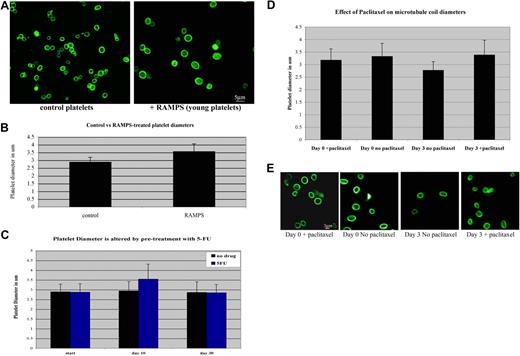 Figure 5. Microtubule coil diameters decrease in aging platelets and inhibition of microtubule dynamics prevents microtubule coil shrinkage. (A) Immunofluorescence image of platelets from mice treated with RAMPS (right) and control platelets (left) stained with antibodies to β1-tubulin show that young platelets have larger microtubule coil diameters than the microtubule coils of normal circulating platelets. (B) RAMPS treatment alters the average platelet diameter. RAMPS-treated platelets averaged 3.56 (± 0.5) μm (n = 31) in diameter, compared with 2.88 (± 0.3) μm (n = 31) for control platelets. Error bars indicate SD. (C) 5-FU treatment alters the average diameter of platelets. 5-FU–treated platelets averaged 3.54 (± 0.7) μm compared with 2.94 (± 0.4) μm (n = 85) in control platelets. After an additional 20 days, diameters of platelets from 5-FU–treated mice return to control levels. (D) Average microtubule coil diameters of human platelets treated with paclitaxel and nontreated control cells at day 0 and day 3 (n = 150 for each sample). Cells treated with paclitaxel for the 3-day incubation period maintain coil sizes similar to day-0 control cells, whereas day-3 cells incubated without paclitaxel possess smaller microtubule coils. Error bars indicate SD. (E) Immunofluorescence images of human platelets visualized with tubulin antibody labeling. Comparison of day-0 and day-3 platelets plus or minus paclitaxel, as shown, monitors the effect of paclitaxel on the reduction of microtubule coil size.