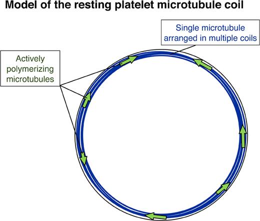 Figure 8. Model of the resting platelet marginal band. The model illustrates multiple microtubule coils forming from a single stable microtubule (blue), while several dynamic microtubules (green arrows) polymerize in both directions around the marginal band of the resting platelet.