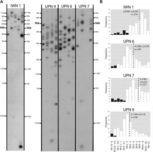 Figure 4. Telomere length measurements in DC CD34+ cells by STELA. (A) Representative STELA blot. Multiple PCR replicates for each DC sample of day-4 cultured CD34+ mPB cells were amplified at an estimated concentration of 10 molecules per well, loaded blind and resolved on 0.7% agarose, Southern blotted, and detected with an XpYp-specific probe. Amplicons were counted into size bins to estimate average telomere length. (B) Distribution of telomere lengths in CD34+ cells of one control (IWN1) and 3 DC patients. The average telomere length for each patient (± SEM) and the number of telomeres analyzed are given. Black portions of the graph represent ultrashort telomeres, defined by their length relative to the majority of telomere molecules.