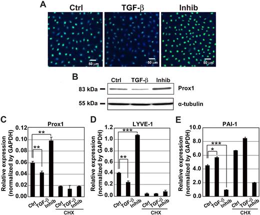 Figure 2. TGF-β signaling regulates the expression of LEC-related genes in HDLECs. (A) Expression levels of Prox1 determined by immunostaining in HDLECs. HDLECs were untreated (left) or treated with TGF-β1 (1 ng/mL; middle) or TβR-I inhibitor LY364947 (3 μM; right) for 24 hours and subjected to immunocytochemical examination. Bars represent 50 μm. (B) Expression levels of Prox1 in HDLECs treated as described in panel A were determined by immunoblotting. α-Tubulin levels were monitored as a loading control for whole-cell extracts. (C-E) Expression levels of Prox1, LYVE-1, and PAI-1 mRNAs were analyzed by real-time PCR at 24 hours after TGF-β1 or TβR-I inhibitor treatment. In the right 3 columns, cells were treated with 1 μM cycloheximide (CHX) for 24 hours before they were treated with TGF-β1 or TβR-I inhibitor for 24 hours. Values were normalized to amounts of GAPDH mRNA. Error bars represent SD (*P < .05, **P < .01, ***P < .001).