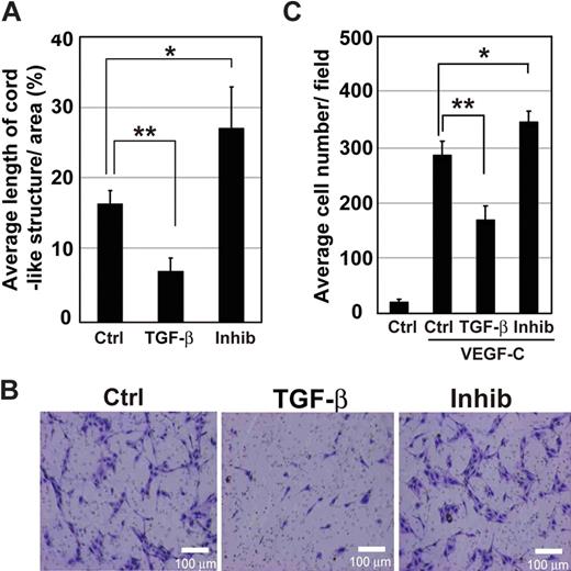 Figure 3. Formation of cord-like structures and migration of HDLECs are increased by inhibition of TGF-β signaling. (A) Total lengths of cord-like structures of HDLECs in three-dimensional culture were quantified. Cells were mixed with type I collagen gel at a density of 104 cells/well and seeded onto culture-slide wells. HDLECs were treated with TGF-β1 (1 ng/mL) or TβR-I inhibitor (3 μM). Formation of cord-like structures was observed by video microscopy, and total lengths of cord-like structures of cells were quantified 3 days after cultivation. Error bars represent SD (*P < .05, **P < .01). Effects of TGF-β signaling on migration of HDLECs were determined by Boyden chamber assay. Cells were seeded at 4 × 104 cells/well in the upper chambers coated with type I collagen. (B) Medium containing VEGF-C (50 ng/mL) was placed in the lower chamber, whereas that in the upper chamber did not contain VEGF-C but did contain TGF-β1 (1 ng/mL) or TβR-I inhibitor (3 μM). Migration of cells was determined after 6 hours. Bars represent 100 μm. (C) Migration of HDLECs was quantified. Cells that had migrated to the lower chambers were counted after 6 hours in triplicate. Error bars represent SD (*P < .05, **P < .01).