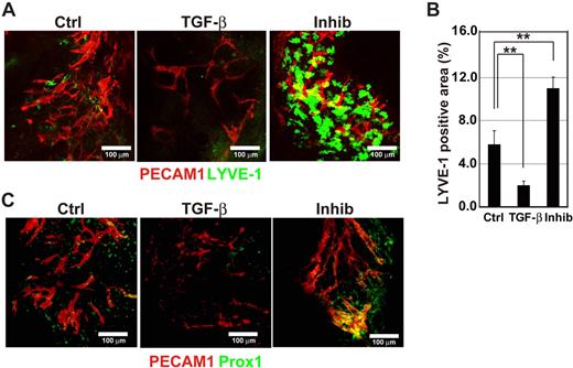 Figure 4. Enhancement of early lymph vessel development in ES cells cultured in 3-dimensional collagen by inhibition of TGF-β signaling. Mouse R1 ES cells were cultured in collagen gel with VEGF-A (30 ng/mL) for the first 4 days and subsequently with VEGF-C (30 ng/mL) and VEGF-A (30 ng/mL) for 14 days to form embryoid bodies exhibiting early lymph vessel formation. The embryoid bodies were also treated with TGF-β1 (1 ng/mL) or TβR-I inhibitor (3 μM) for the last 7 days. (A,B) The embryoid bodies were stained by PECAM1 (red) and LYVE-1 (green) (A). Bars represent 50 μm. Quantification of LYVE-1–stained areas was performed in 5 low-magnification microscopic fields on 3 embryoid bodies (B). Error bars represent SD (***P < .001). (C) Immunostaining for PECAM1 (red) and Prox1 (green) confirmed the effect of modulation of TGF-β signaling on expression of Prox1 in PECAM1-positive structures.
