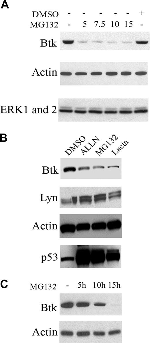 Figure 1. Proteasome inhibitors down-regulate Btk expression both in B-cell lines and primary B cells. (A) A20 cells were treated with different concentrations of MG132 for 16 hours. Cells were lysed and subjected to Western blot analysis. (B) Nalm6 pre-B cells were treated with ALLN (150 μM), MG-132 (10 μM), lactacystin (10 μM), or DMSO alone for 16 hours. Cells were lysed and subjected to Western blot analysis. (C) Purified splenic B cells from C57BL/6 wild-type mice were cultured in the absence or presence of 10 μM MG132 for 5, 10, and 15 hours as indicated in the figure. Total cell lysates were processed for immunoblotting analysis for Btk and actin.