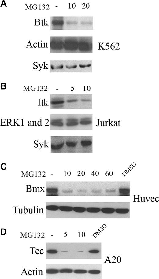 Figure 2. Proteasome inhibitors reduce the expression of Tec family kinases Btk, Itk, Bmx, and Tec. K562 (A), Jurkat (B), Huvec (C), and A20 (D) cells were treated with different concentrations (μM) of MG132 as indicated for 16 hours. Cell lysates were subjected to Western blot analysis as indicated.