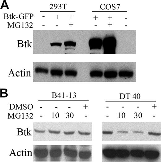 Figure 3. Effects of proteasome inhibitors on Btk expression in heterologous cells and in chicken B-cell lines. (A) 293T and COS-7 cells were transiently transfected with Btk-GFP. Cells were cultured in the presence or absence of 10 μM MG132 for 16 hours, and total cell lysates were subjected to Western blot analysis. (B) B41-13 (Btk-defective chicken B cells reconstituted with human Btk under the control of the chicken β-actin promoter) and DT40 cells were treated with MG132 as indicated, and cell extracts were subjected to immunoblotting analysis (the blot from B41-13 cell extracts was decorated with polyclonal antihuman Btk antibody, whereas polyclonal antichicken Btk antibody was used in the blot of the DT40 lysates).