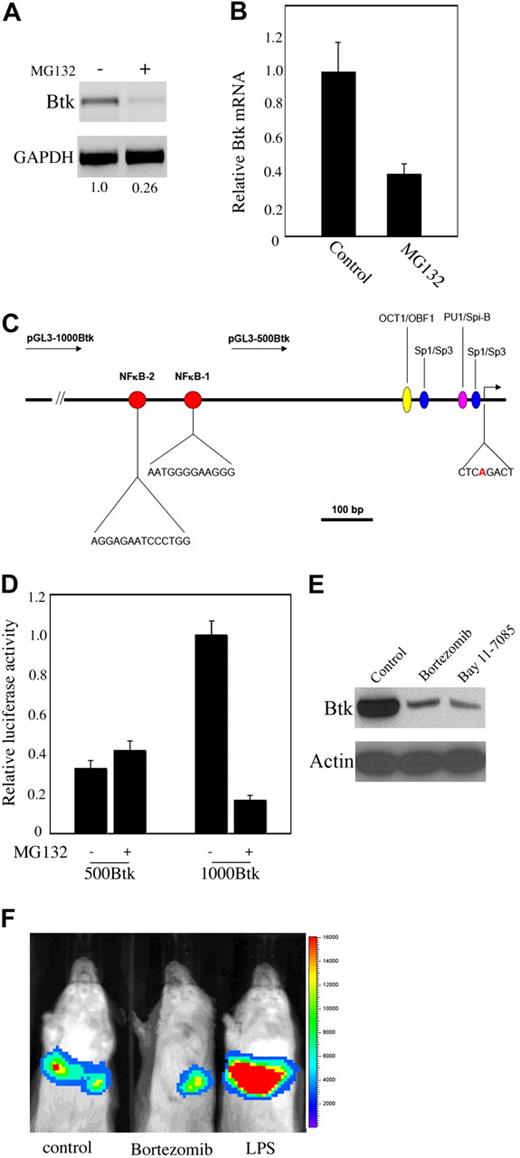 Figure 4. Proteasome and/or NF-κB inhibitors regulate Btk transcription. (A) A20 cells were treated with or without MG132 for 16 hours and total RNA was isolated and subjected to RT-PCR. Relative amount of Btk mRNA levels is demonstrated at the bottom of the figure. Data are representative of 3 independent experiments. (B) Ramos cells were treated with or without MG132 for 16 hours. The amount of Btk mRNA was evaluated by quantitative RT-PCR (triplicate samples were run). Each sample was normalized using 18S rRNA as a control. (C) Schematic representation showing the structure of the Btk promoter. Depicted here are some transcription factors and coactivators (OCT1, PU.1, and sp1/sp3) that have been demonstrated to bind to the Btk promoter. Btk promoter reporter constructs (500-Btk and 1000-Btk) and 2 putative NF-κB–binding sites are also indicated. (D) The 500-Btk and 1000-Btk promoter constructs were introduced into A20 cells, and cells were treated with or without MG132 for 16 hours. Luciferase activity was measured as described in “Methods”; relative levels of luciferase activity are shown. Data are representative of 3 independent experiments. (E) A20 cells were treated with bortezomib (20 nM) or Bay 11-7085 (5 μM) for 16 hours. Cell lysates were subjected to Western blot analysis as indicated. (F) NMRI mice were transfected with 20 μg of the 1000-Btk promoter reporter construct using the hydrodynamic procedure. In addition, the mouse in the middle received 1 mg/kg bortezomib and the mouse to the right received 1 mg/kg LPS. In vivo biophotonic imaging was performed using the IVIS imaging system as described in “Methods.” Data are representative of 3 independent experiments.