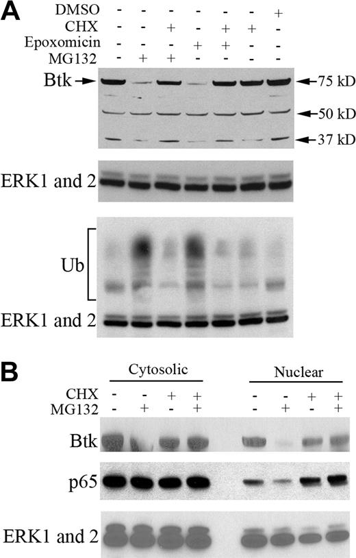 Figure 5. Proteasome inhibitors suppress Btk transcription, a phenomenon requiring de novo protein synthesis. (A) A20 cells were treated with CHX (10 μg/mL) an hour prior to the treatment with epoxomicin (10 nM) or MG132 as indicated. Cell lysates were subjected to Western blot analysis. Total protein ubiquitin level was used for assessing the activity of the proteasome inhibitors, and ERK1 and ERK2 served as internal controls. An unknown 50-kD protein also served as loading control. (B) A20 cells were treated with CHX and MG132 as in panel A. Cytosolic and nuclear proteins were obtained using an extraction kit from Pierce, and proteins were processed for Western blot analysis as indicated in the figure. (According to the company's instruction, the cytosolic proteins were finally dissolved in 211 μL buffer, whereas nuclear proteins were dissolved in 100 μL buffer.)
