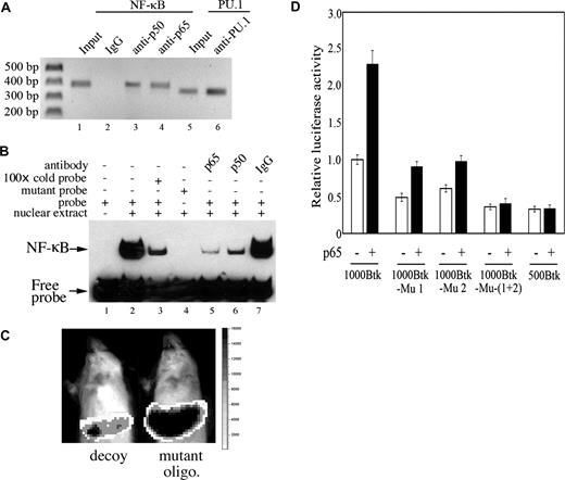 Figure 6. NF-κB binds directly to the Btk promoter and induces Btk transcription. (A) The chromatin of A20 cells was cross-linked, sheared, and immunoprecipitated with the indicated antibodies. Input and immunoprecipitated DNA was purified and used as template in PCR with primers specific for the Btk promoter (region from −881 to −500 that contain the 2 putative NF-κB sites). Primers for PU.1 (region from −261 to +91, which contains the PU.1 site) were used as positive control; rabbit normal IgG in lane 2 serves as negative control. (B) Nuclear extracts from A20 cells were prepared and DNA-protein–binding activity was analyzed by EMSA. Labeled oligonucleotide probe (lanes 1-4 and 5-7) for NF-κB site 1 (Figure 4C) is described in “Methods.” A labeled probe was incubated without (lane 1, negative control) or with (lanes 2-7) nuclear protein. One hundred–fold molar excess of unlabeled oligonucleotide (cold probe) was used as competitor (lane 3). Anti-p65 antibody, anti-p50 antibody, and rabbit normal IgG are present in lanes 5, 6, and 7, respectively. The probe was replaced by the mutant probe in lane 4. (C) NMRI mice were transfected with 30 μg 1000-Btk (Btk promoter reporter construct) using the hydrodynamic procedure. In addition, the mouse to the left received 7 nmol mixed oligonucleotide decoys (Wt-1 + Wt-2, oligonucleotides corresponding to the NF-κB–binding sites 1 and 2 elements in Btk promoter; details in “Methods”). The mouse to the right received 7 nmol mixed mutant oligonucleotides (Mu-1 + Mu-2). In vivo biophotonic imaging was performed using the IVIS imaging system as described in “Methods.” Data are representative of 3 independent experiments. (D) The 500-Btk, and the 1000-Btk and its mutant promoter reporter constructs (1000-Btk-Mu 1, 1000-Btk-Mu 2, and 1000-Btk-Mu-(1 + 2)) were cotransfected with p65/RelA plasmid into A20 cells. Forty-eight hours later, luciferase activity was measured as described in “Methods”; relative levels of luciferase activity are shown. Data are representative of 3 independent experiments.