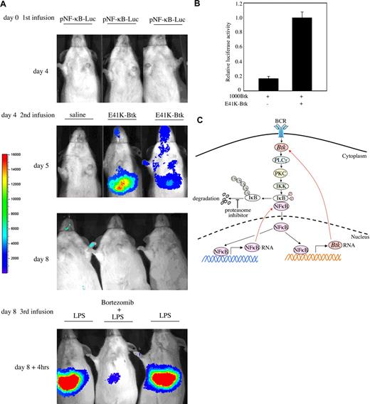 Figure 7. Btk induces its own promoter via NF-κB. (A) NMRI mice were transfected with 1 μg pNF-κB-Luc (NF-κB reporter construct) using the hydrodynamic procedure. At days 4, 5, and 8, mice received a second transfection with 10 μg E41K-Btk and/or were treated with LPS or bortezomib, respectively, as indicated in the figure. In vivo biophotonic imaging was performed using the IVIS imaging system as described in “Methods.” Data are representative of 3 independent experiments. (B) A20 cells were transfected with the 1000-Btk reporter construct with or without a constitutively active form of Btk (E41K-Btk). Luciferase activity was measured and relative levels of luciferase activity are shown. Data are representative of 3 independent experiments. (C) Schematic diagram showing the Btk→NF-κB→Btk signaling module. Following BCR stimulation, Btk together with other components of the BCR signalsome activate the transcription factor NF-κB. NF-κB translocates into the nucleus, binds to the Btk promoter, and induces transcription. The newly synthesized Btk forms a positive feedback loop to activate the Btk→NF-κB→Btk signaling pathway. In addition, NF-κB binds to its own promoter to positively autoregulate its transcription.15,40