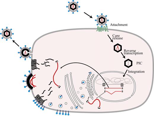 Figure 1. Retroviral life cycle. Entry of a retrovirus into a cell is initiated by interaction of its envelope proteins with cellular receptors followed by internalization through membrane fusion or phagocytosis. The vector core is released and the RNA serves as a template for reverse transcription and formation of the preintegration complex (PIC). The PIC gains access to chromatin during mitosis or, in the case of lentiviruses, by ingress through the nuclear membrane. Following integration into host cell DNA, the retroviral genome is expressed in RNA molecules which are transported to the cytoplasm to serve as a template for synthesis of new viral proteins and, in the case of unspliced RNA species, as a substrate for formation of new viral particles.