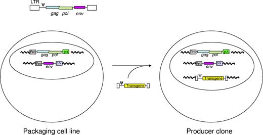 Figure 2. Production of retroviral vector particles. This figure illustrates the concept of the strategy used to derive retroviral vector preparations free of replication competent virus. The diagram at the top shows the organization of a retroviral genome. Murine oncoretroviruses have coding sequences for matrix proteins (GAG), reverse transcriptase (POL), and envelope proteins (ENV). To reduce the risk of recombination and generation of replication competent particles, these coding sequences are separated on 2 or more expression cassettes before transfer into a tissue-culture cell line. The coding sequences for viral proteins are replaced by the coding sequences for the intended therapeutic protein in the vector. Various strategies are used for introducing the vector genome into the packaging cell, which initiates production of replication defective retroviral vector particles that can be used to introduce the therapeutic transgene into target cells.