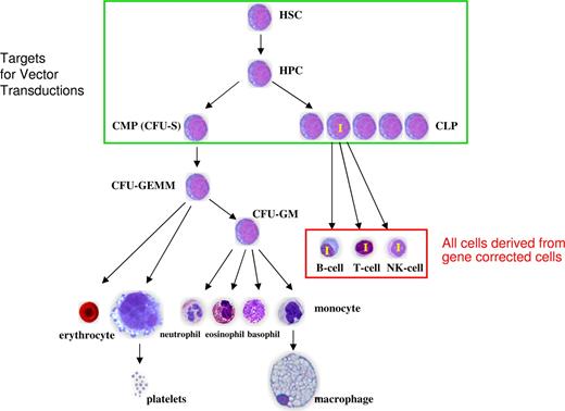 Figure 3. Gene correction in severe combined immunodeficiency. The desired targets for vector-mediated gene transfer include the most primitive hematopoietic cells. Evidence from clinical trials suggests that occasionally a multipotential progenitor is transduced but committed lymphoid progenitors may also be transduced and lead to gene-corrected lymphopoiesis. Once gene correction has been achieved, there is preferential amplification of gene-corrected cells in the lymphoid compartments.