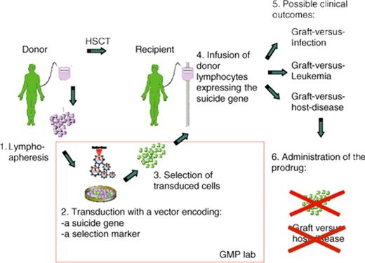 Figure 5. Strategy for controlling graft-versus-host-disease (GVHD) by suicide gene therapy. The allogeneic donor serves as a source of lymphocytes that are genetically modified by introducing the suicide gene, which has the potential to convert a prodrug into an active drug. The vector genome includes a selectable marker gene that facilitates recovery of genetically modified cells. Following hematopoietic stem cell transplantation (HSCT), the recipient receives the genetically modified lymphocytes in an effort to accelerate restoration of lymphoid function. As shown on the right, this provides an opportunity for beneficial graft-versus-infection and graft-versus-leukemia affects. If GVHD occurs, administration of the prodrug results in ablation of allo-reactive lymphocytes and control of the disease. Reprinted from Bonini et al102 with permission.