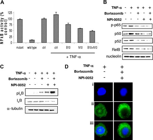 Figure 3. NPI-0052 (N) and bortezomib (B) inhibit NF-κB function in WM cells. (A) BCWM.1 cells were cultured with either NPI-0052 (10 nM), bortezomib (10 nM), or the combination for 4 hours, and then TNF-α (10 ng/mL) was added for the last 20 minutes. NF-κBp65 transcription factor binding to its consensus sequence on the plate-bound oligonucleotide was studied from nuclear extracts. Wild-type and mutant are wild-type and mutated consensus competitor oligonucleotides, respectively. All results represent means (± SD) of triplicate experiments. (B,C) BCWM.1 cells were cultured with either NPI-0052 (10 nM), bortezomib (10 nM), or the combination for 4 hours, and TNF-α (10 ng/mL) was added for the last 20 minutes. Cytoplasmic and nuclear extracts were subjected to Western blotting using anti–p-NF-κBp65, –NF-κBp50, –NF-κBp52 IkBα, -RelB, –p-IκB, -IκB, -nucleolin, and –α-tubulin antibodies. (D) BCWM.1 cells were cultured with NPI-0052 (10 nM) and bortezomib (10 nM) for 4 hours, or control medium, and TNF-α (10 ng/mL) was added for the last 20 minutes. Immunocytochemical analysis was assessed using anti–p-NF-κBp65 antibody. DAPI was used to stain nuclei.