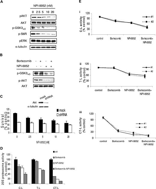 Figure 4. NPI-0052 inhibits Akt pathway and synergizes with bortezomib in inhibiting Akt and 20S proteasome activities. (A) BCWM.1 cells were cultured with NPI-0052 (2.5-20 nM) for 6 hours. Whole-cell lysates were subjected to Western blotting using anti–p-Akt, -Akt, –p-GSK3α/β, –p-S6R, –p-ERK, and –α-tubulin antibodies. (B) In vitro Akt kinase assay. BCWM.1 cells were cultured with control media or NPI-0052 (2.5-20 nM) for 6 hours. Whole-cell lysates were immunoprecipitated with anti-Akt antibody. Then the immunoprecipitate was washed and subjected to in vitro kinase assay according to the manufacturer's protocol. Western blotting used anti–p-GSK3α/β and anti-Akt antibodies. (C) BCWM.1 cells were transduced with Akt shRNA for 48 hours. Mock indicates control plasmid. BCWM.1 transfected cells or BCWM.1 control cells were treated with NPI-0052 (2.5-20 nM) for 48 hours. Cytotoxicity was assessed by MTT assay. Whole-cell lysates were subjected to Western blotting using anti–p-Akt, -Akt, and –α-tubulin antibodies (insert in C). (D) BCWM.1 cells or primary CD19+ tumor cells from 2 patients with WM (Ei-iii) were incubated for 4 hours in the presence of diluent or 10 nM NPI-0052, bortezomib 10 nM, or bortezomib + NPI-0052. The chymotrypsin-like (CT-L), trypsinlike (T-L), and caspaselike (C-L) activity of the 20S proteasome of BCWM.1 was determined by measurement of fluorescence generated from the cleavage of the fluorogenic substrates suc-LLVY-amc, boc-LRR-amc, and z-LLE-amc, respectively.
