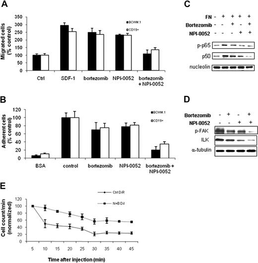 Figure 6. NPI-0052 inhibited migration and adhesion of BCWM.1 cells in vitro and homing in vivo. (A) Transwell migration assay showing inhibition of migration of BCWM.1 cells and primary CD19+ cells in the presence of NPI-0052 (2.5-20 nM), bortezomib (10 nM), or NPI-0052 (10 nM) in combination with bortezomib (10 nM). SDF-1 30 nM was placed in the lower chambers and induced migration compared with control with no SDF-1 (Ctrl, control). SDF-1 was placed in the lower chambers of the NPI-0052/bortezomib–treated wells. (B) Adhesion assay with BCWM.1 cells and primary CD19+ cells in the presence or absence of NPI-0052 (10 nM), either alone or in combination with bortezomib (10 nM). BCWM.1 cells demonstrated increased adhesion in fibronectin-coated wells (control) compared with BSA-coated wells (BSA, bovine serum albumin). All data represent mean (± SD) of triplicate experiments. (C) BCWM.1 cells were cultured with control media or NPI-0052 (10 nM) with and without bortezomib (10 nM) for 4 hours, in the presence or absence of fibronectin (FN). Nuclear extracts were subjected to Western blotting using anti–p-p65, -p50, and -nucleolin antibodies. (D) BCWM.1 cells were cultured with control media or NPI-0052 (10 nM), with and without bortezomib (10 nM) for 4 hours, in the presence of fibronectin. Whole-cell lysates were subjected to Western blotting using anti–p-FAK, anti-ILK, and anti–α-tubulin. (E) In vivo flow cytometry. DiI-labeled cells treated with bortezomib (B) and NPI-0052 (N) and DiR-labeled untreated cells were injected in the tail vein of 2 BALB/c mice. Cells were counted every 5 minutes for 45 minutes, as described in “Methods.”