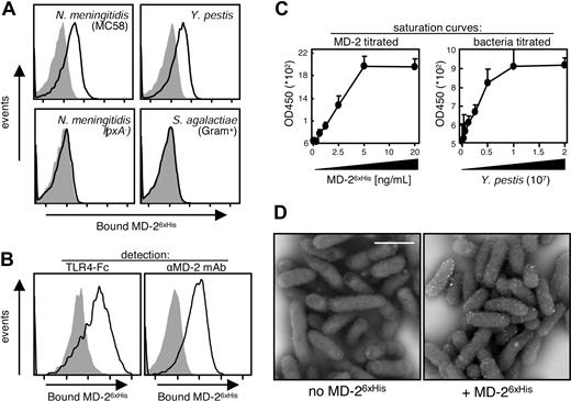 Figure 1. Recombinant MD-2 binds to live bacteria. (A) The indicated live bacteria were left untreated (shaded profiles) or were opsonized with MD-26xHis (solid line) and subjected to cytofluorimetry using an Alexa 647–labeled α-6xHis mAb. The Nm lpxA− strain is LPS−. (B) Live Yp cells were incubated with MD-26xHis, and surface-bound MD-2 was detected by cytofluorimetry using either TLR4-Fc or an α–MD-2 mAb followed by a FITC-labeled α-mouse antiserum (solid-line profiles). The shaded profiles represent the binding of the secondary reagent without MD-2 coating. Fluorescence intensity is plotted in a log scale (x-axis, 10-105). (C) Live Yp were adsorbed to high-protein-binding plates in either fixed amounts (2 × 107/well; left panel) or in 2-fold dilutions (right panel). MD-26xHis was then applied to the wells in 2-fold dilutions (left panel) or in a fixed amount (20 ng/mL; right panel). MD-2 bound to adsorbed bacteria was detected by ELISA using an α–MD-2 mAb. Results are shown as the average plus SD of triplicate absorbance readings at 450 nm. (D) Yp (Kim5) was left untreated (left panel) or was incubated with MD-26xHis as in panel A (right panel). MD-26xHis was stained with an α-6xHis mAb and imaged by SEM. Shown are the back scatter images of 2 random fields acquired at 8000×. White bar equals 1 μm.