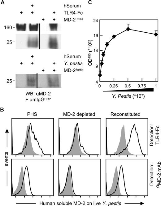Figure 2. Human serum–derived MD-2 binds to bacteria. (A) PAS-conjugated TLR4-Fc or live Yp cells were used to precipitate MD-2 from the serum of a healthy individual or 15 mL of baculoviral supernatants containing MD-26xHis as a positive control. The pellets were washed and Western blotted for the presence of MD-2 using a commercial α–MD-2 mAb, followed by an HRP-conjugated α-mouse antiserum and ECL. The 160-kDa band in the uppermost panel is TLR4-Fc, which is recognized by the α-mouse antiserum. Similar results were obtained with 2 other healthy donors. Vertical lines have been inserted to indicate repositioned gel lanes. (B) Live Yp cells were stained with PHS (left panels), PHS that was depleted of MD-2 using TLR4-Fc (middle panels), and depleted PHS that was reconstituted with recombinant MD-2 (20 ng/mL; right panels). Bound MD-2 was detected by FACS using either TLR4-Fc (top panels) or an α–MD-2 mAb followed by an FITC-labeled α-mouse pAb. The shaded profiles represent the binding of the secondary reagent without MD-2 coating. Fluorescence intensity is plotted in a log scale (x-axis; 10-105). (C) Bacteria were adhered to plastic in 2-fold dilution and incubated with PHS. Human serum–derived soluble MD-2 bound to the surface of the bacteria was revealed by ELISA as in Figure 1C. Data are averages of triplicates plus SD.