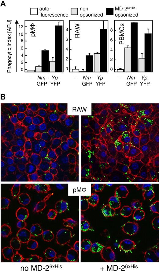 Figure 4. MD-2 enhances opsonophagocytosis. (A) Adherent pMφ, RAW macrophages, or PBMCs were infected for 30 minutes with untreated (▩) or MD-26xHis–opsonized (20 ng/mL; ■) fluorescent protein expressing live Nm and Yp. Shown is the average fluorescence of triplicate wells plus SD. Fluorescence units were plotted on an arbitrary scale (AFU), and cellular autofluorescence (□) was set to 0 (phagocytic index). (B) RAW macrophages or mouse pMφ were incubated with YFP-Yp as in panel A and were subjected to confocal microscopy. Nuclei were stained with Hoescht 33258 (blue), and the cell surface was stained with an α-CD11b (red). Magnification 40×.