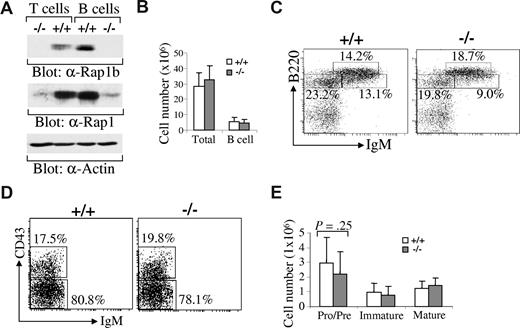 Figure 1. Predominant expression of Rap1b isoform in B cells and slight impairment of early B-cell development in Rap1b-deficient mice. (A) Expression of Rap1a and Rap1b in wild-type (+/+) and Rap1b-deficient (−/−) T and B cells. Based on the expression of B220 and Thy1.2, splenic T and B cells were sorted from wild-type and Rap1b-deficient mice. Total cell lysates were subjected to Western blot analysis with anti-Rap1b, anti-Rap1 or anti-Actin antibodies. (B) The numbers of total BM cells and total BM B cells in wild-type and Rap1b-deficient mice. Data shown are obtained from 12 mice of each genotype. (C) B-cell development in BM of wild-type and Rap1b-deficient mice. BM cells from wild-type and Rap1b-deficient mice were stained with anti-B220, anti-CD43, and anti-IgM antibodies. Percentages indicate cells in the gated lymphoid population. Data are representative of 12 mice per genotype. (D) Pro- and pre-B cells in BM of wild-type and Rap1b-deficient mice. Percentages indicate cells in the gated B220+IgM− population. Data are representative of 12 mice per genotype. (E) The numbers of pro-/pre-, immature, and mature B cells in BM of wild-type and Rap1b-deficient mice. Data shown are obtained from 12 mice of each genotype.