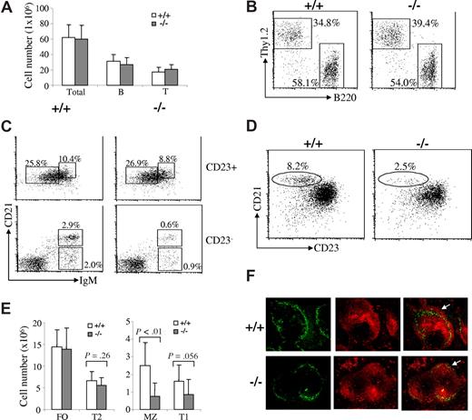 Figure 2. Marked reduction of MZ B cells in Rap1b-deficient mice. (A) The numbers of total splenocytes and total splenic B and T cells in wild-type and Rap1b-deficient mice. Data shown are obtained from 10 mice of each genotype. (B) B and T cells in the spleens of wild-type and Rap1b-deficient mice. Splenocytes from wild-type (+/+) and Rap1b-deficient (−/−) mice were stained with anti-B220 and anti-Thy1.2 antibodies. Percentages indicate cells in the gated lymphoid population. Data are representative of 10 mice per genotype. (C) T1, T2, FO, and MZ B cells in the spleens of wild-type and Rap1b-deficient mice. Splenocytes from wild-type and Rap1b-deficient mice were stained with anti-IgM, anti-CD21 and anti-CD23 antibodies. In cells gated on CD23+, T2 (CD23+CD21hiIgMhi) and FO (CD23+CD21intIgMlo) B cells are shown. In cells gated on CD23−, T1 (CD23−CD21loIgMhi) and MZ (CD23−CD21hiIgMhi) B cells are shown. Percentages indicate cells in the gated lymphoid populations. Data are representative of 10 mice per genotype. (D) MZ B cells in the spleen of wild-type and Rap1b-deficient mice. Splenocytes from wild-type and Rap1b-deficient mice were stained with anti-B220, anti-CD21, and anti-CD23 antibodies. In cells gated on B220+, MZ B cells (CD21hiCD23lo) are shown. Percentages indicate cells in the gated B220+ lymphoid populations. Data are representative of 10 mice per genotype. (E) The numbers of T1, T2, FO, and MZ B cells in the spleen of wild-type and Rap1b-deficient mice. Data shown are obtained from 10 mice of each genotype. (F) Immunofluorescence histochemical analysis of MZ B cells in the spleen of wild-type and Rap1b-deficient mice. Frozen splenic sections derived from wild-type and Rap1b-deficient mice were stained with anti-MOMA-1 (green) and anti-IgM (red). MZ B-cell layer external to the ring of metallophilic macrophages is indicated by arrows. The data shown are representative of 2 independent experiments.