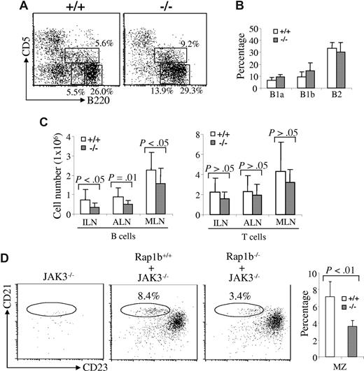 Figure 3. Normal B1 B cells, reduced lymph node B cells, and an intrinsic MZ B-cell defect in Rap1b-deficient mice. (A) B1 B cells in the peritoneal cavities of wild-type and Rap1b-deficient mice. Peritoneal cells from wild-type (+/+) and Rap1b-deficient (−/−) mice were stained with anti-B220 and anti-CD5 antibodies. Percentages indicate cells in the gated lymphoid populations. Data are representative of 6 mice per genotype. (B) The percentages of B1a, B1b, and B2 B cells in the peritoneal cells of wild-type and Rap1b-deficient mice. Data shown were obtained from 6 mice of each genotype. (C) The numbers of B and T cells in the lymph nodes of wild-type and Rap1b-deficient mice. Lymphocytes from inguinal (ILN), axillary (ALN), and mesenteric (MLN) lymph nodes of wild-type and Rap1b-deficient mice were stained with anti-B220 and anti-thy1.2 antibodies, and the numbers of B and T cells in ILN, ALN and MLN were determined. Data shown were obtained from 14 mice of each genotype for ILN and ALN and 12 mice of each genotype for MLN. (D) MZ B-cell defect in Rap1b-deficient mice is B-cell intrinsic. Sublethally irradiated JAK3-deficient mice were transplanted with BM from wild-type (Rap1b+/+ + JAK3−/−) and Rap1b-deficient (Rap1b−/− + JAK3−/−) mice. Sublethally irradiated JAK3-deficient mice without BM transplantation (JAK3−/−) were used as a negative control. Eight weeks after transplantation, splenocytes from recipient mice were stained with anti-B220, anti-CD21, and anti-CD23 antibodies. In B220+-gated cells, MZ B cells (CD21hiCD23lo) are shown. Percentages indicate cells in the gated B220+ lymphoid populations. Data are representative of 4 recipients transplanted with Rap1b+/+ BM, and 5 recipients transplanted with Rap1b−/− BM. The mean (± SD) for the data from all of the recipients in each type of transplantation has been summarized in a bar graph (right).