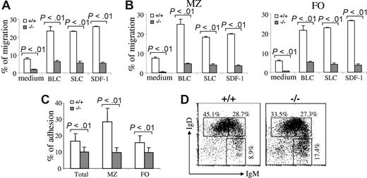 Figure 5. Impaired migration and adhesion of Rap1b-deficient B cells. (A) Chemokine-mediated migration of wild-type and Rap1b-deficient splenic B cells. Purified total splenic B cells from wild-type (+/+) or Rap1b-deficient (−/−) mice were subjected to in vitro transwell migration assays to BLC, SLC, SDF-1, and medium alone. Duplicates of input cells (from aliquots) and migrated cells were quantified by flow cytometry. The number of cells migrated is expressed as the percentage of total input cells. Data shown are from 3 independent experiments for BLC and SLC and 5 independent experiments for SDF-1. (B) Chemokine-mediated migration of wild-type and Rap1b-deficient MZ and FO B cells. Total splenocytes from wild-type or Rap1b-deficient mice were subjected to in vitro transwell migration assays to BLC, SLC, SDF-1, and medium alone. Duplicates of input cells (from aliquots) and migrated cells were stained with anti-B220, anti-CD21, anti-CD23, and anti-IgM antibodies. Input and migrated MZ and FO B cells were quantified by flow cytometry. The numbers of MZ and FO cells migrated are expressed as the percentages of input MZ and FO B cells, respectively. Data shown are from 3 independent experiments for BLC and SLC and 5 independent experiments for SDF-1. (C) Adhesion of wild-type and Rap1b-deficient splenic B cells to VCAM-1. Purified total splenic B cells from wild-type or Rap1b-deficient mice were allowed to adhere to VCAM-1–coated 96-well plates. Nonadherent cells were removed by washing. Triplicate of input and adherent cells were counted and analyzed by FACS. The adhesion of total B cells, MZ, and FO B cells was calculated as a percentage of total, MZ, or FO B cell input, respectively. Data shown are representative of 3 independent experiments. (D) The proportions of immature and mature B cells in the peripheral blood of wild-type and Rap1b-deficient mice. Red cell–depleted blood cells were stained with anti-B220, anti-IgM, and anti-IgD antibodies. Percentages indicate cells in the gated B220+ B cells. Data are representative of 6 mice per genotype.