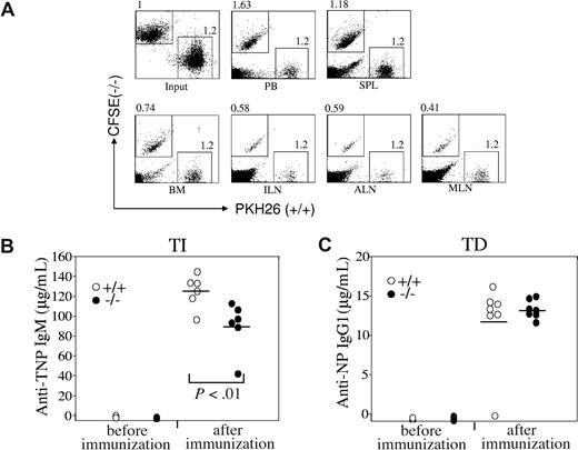 Figure 6. Impaired homing of Rap1b-deficient B cells to the lymph nodes in vivo and slightly impaired immune response to TI-specific antigens in Rap1b-deficient mice. (A) Homing of wild-type and Rap1b-deficient B cells to lymph nodes in vivo. Purified splenic B cells from wild-type (+/+) and Rap1b-deficient (−/−) mice were labeled with PKH26 and CFSE, respectively. Equal numbers of labeled wild-type and Rap1b-deficient B cells were mixed and injected into the tail veins of C57BL/6 wild-type mice. After 1 hour, mononuclear cells from peripheral blood (PB), spleen (SPL), BM, and lymph nodes, including inguinal (ILN), axillary (ALN), and mesenteric (MLN), were analyzed by flow cytometry. Data shown are representative of 3 independent experiments. Each experiment contains 2 recipients. (B) Immune response to TI-specific antigens in wild-type and Rap1b-deficient mice. Wild-type (n = 6) and Rap1b-deficient (n = 6) mice were immunized intraperitoneally with the TI antigen, TNP-Ficoll. 7 days after immunization, the titers of TNP-specific IgM in sera were determined by ELISA. Mean values are indicated with black bars. (C) Immune response to TD-specific antigens in wild-type and Rap1b-deficient mice. Wild-type (n = 7) and Rap1b-deficient (n = 7) mice were immunized intraperitoneally with TD antigen, NP-CGG. Fourteen days after immunization, the titers of NP-specific IgG1 in sera were determined by ELISA. Mean values are indicated with black bars.