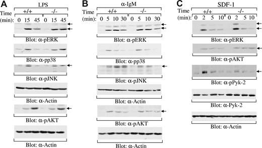 Figure 7. Normal activation of MAPKs and AKT by LPS, BCR, and SDF-1, and impaired activation of Pyk-2 by SDF-1 in Rap1b-deficient B cells. (A) LPS-induced activation of MAPK family members ERK, p38, and JNK and AKT in wild-type and Rap1b-deficient B cells. Sorted MZ B cells from the spleen of wild-type (+/+) and Rap1b-deficient (−/−) mice were stimulated with LPS for the indicated times. The cells were lysed, and cell lysates were subjected to direct Western blot analysis with anti–phospho-ERK, anti–phospho-p38, anti–phospho-JNK, anti–phospho-AKT, or anti-Actin antibodies. The figure shown is representative of 2 independent analyses. (B) BCR-induced activation of MAPK family members ERK, p38, and JNK and AKT in wild-type and Rap1b-deficient B cells. Sorted FO B cells from the spleen of wild-type and Rap1b-deficient mice were stimulated with anti-IgM antibody for the indicated times. The cells were lysed, and cell lysates were subjected to direct Western blot analysis with anti–phospho-ERK, anti–phospho-p38, anti–phospho-JNK, anti–phospho-AKT, or anti-Actin antibodies. The figure shown is representative of 2 independent analyses. (C) SDF-1–induced activation of ERK, AKT, and Pyk-2 in wild-type and Rap1b-deficient B cells. Purified B cells from the spleen of wild-type and Rap1b-deficient mice were stimulated with SDF-1 for the indicated times. The cells were lysed and cell lysates were subjected to direct Western blot analysis with anti–phospho-ERK, anti–phospho-AKT, anti–phospho-Pyk-2, anti–Pyk-2, or anti-Actin antibodies. The figure shown is representative of 5 independent analyses.