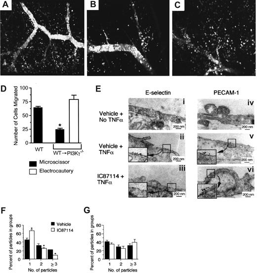 Figure 1. The contribution of endothelial class I PI3K activity to neutrophil trafficking and E-selectin surface distribution. Representative intravital fluorescence photomicrographs depicting neutrophil adhesion and transmigration across cremaster muscle (CM) venules in (A) WT mice and chimeric animals using (B) mechanical dissection and (C) tissue cautery 6 hours after administration of TNFα (1000 ng). Photomicrographs were acquired using an Axiotech vario microscope (Carl Zeiss MicroImaging, Thornwood, NY) fitted with a 20× water-immersion objective (LUMPlanFl, 0.5 NA; Olympus America, Center Valley, PA) coupled to a piezo driver enabling viewing in the z-axis (∼1 μm sequential sections; total 75 μm), an iXon low-light camera and IQ image acquisition software (both from Andor Technology, South Windsor, CT). To distinguish intra- versus extra-vessel cells, fluorescein isothiocyanate (FITC)–dextran (Sigma-Aldrich, St Louis, MO) was administered intravenously. Data sets were flattened along the z-axis as maximum intensity projections to enable determination of the total number of cells that had migrated into a 150 × 200 μm region on either side of the vessel wall. (D) Quantitation of the number of the migrated cells 6 hours after administration of TNF α (1000 ng,n = 3 mice per genotype). Data represent means plus or minus SEM; * indicates P less than .001. (E) Electron micrographs of immunogold-labeled E-selectin or PECAM-1 expressed on HUVECs pretreated with vehicle control or isoform-specific inhibitor (IC87114; ICOS Corp, Bothell, WA; 2 μM). Gold particles (10 nm) appear as dark dots. Electron micrographs were obtained using a CM10 transmission electron microscope (Philips Research, Briarcliff, NY). Quantification of (F) E-selectin or (G) PECAM-1 expression on endothelium in terms of the number of gold particles found in discrete groupings under the conditions described in panel E. Blockade of p110δ resulted in a 55% reduction in groupings containing 3 or more gold particles per unit area with a reduction of all groupings by 40%. Inclusion in a discrete grouping required that gold particles be no more than 30 nm apart. The percentage of gold particles that existed singly, or in groupings of 2 or 3 and more over a defined distance of 97 μm was calculated from each micrograph. Data represent means plus or minus SEM; * indicates P less than .05.