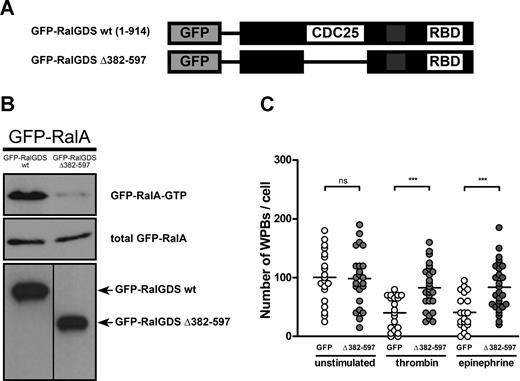 Figure 3. GFP-RalGDSΔ382-597 blocks stimulus-induced WPB exocytosis. (A) Schematic representation of GFP-tagged RalGDS and RalGDSΔ382-597, which lacks the catalytic CDC25 domain. (B) RalA activation upon coexpression of GFP-RalGDS or GFP-RalGDSΔ382-597 with GFP-RalA was determined using a Ral-GTP–specific pulldown. Middle and bottom panels show total GFP-RalA, and GFP-RalGDS and GFP-RalGDSΔ382-597, respectively, to confirm equal expression. A vertical line has been inserted to indicate a repositioned gel lane. (C) HUVECs were transfected with GFP (negative control) or GFP-RalGDSΔ382-597 and grown for 48 hours. Cells were incubated with 1 U/mL thrombin, 10 μM epinephrine, and 100 μM IBMX or SF medium alone (unstimulated) for 45 minutes. WPB numbers in GFP- and GFP-RalGDSΔ382-597–positive cells were quantified using confocal microscopy. Horizontal bars represent medians. ***P < .001 by Student t test.
