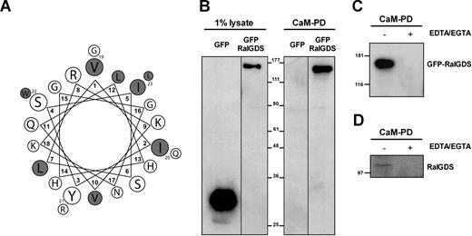 Figure 4. RalGDS binds CaM in a Ca2+-dependent manner. (A) A putative calmodulin-binding domain (CaMBD) was identified in the amino-terminal region of RalGDS (aa's 75-97). An axial helical projection was generated from this amino acid sequence as outlined in the calmodulin target database.27 Hydrophobic residues are shown in gray. (B) CaM pulldown (CaM-PD) from lysates of HEK293 cells expressing GFP or GFP-RalGDS using CaM-agarose as described in “CaM pull-down assays.” The CaM-agarose specifically pulled down GFP-RalGDS. One percent of the total lysate was used to show expression levels (left). Vertical lines have been inserted to indicate repositioned gel lanes. (C) GFP-RalGDS binding to CaM is Ca2+ dependent, as the presence of 5 mM EDTA/EGTA completely abolished this interaction. (D) CaM pulldown of endogenous RalGDS from HUVEC lysates. Endogenous RalGDS was precipitated by CaM-agarose in a Ca2+-dependent manner.