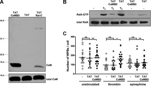 Figure 5. A cell-permeable peptide comprising the N-terminal CaMBD of RalGDS inhibits thrombin-induced WPB exocytosis. (A) The biotin-labeled peptides TAT-CaMBD, TAT (negative control), and TAT-Ral-c (positive control) were coupled to streptavidin-sepharose and used in a pull-down experiment from HUVEC lysate as described in “CaM pull-down assays.” The bottom panel shows total CaM levels to show equal expression. (B) RalA activation in HUVECs that were pretreated with TAT-CaMBD or TAT (negative control) upon thrombin stimulation was determined using a Ral-GTP–specific pulldown. HUVECs were preincubated for 30 minutes in SF medium in the presence or absence of 200 μg/mL TAT-CaMBD or TAT peptide. Subsequently, cells were stimulated with 1 U/mL thrombin (T2) or SF-medium (−) for 2 minutes in the presence or absence of 200 μg/mL TAT-CaMBD or TAT peptide. The bottom panel shows total RalA as a loading control. (C) HUVECs were preincubated for 30 minutes with SF medium, 200 μg/mL TAT, or 200 μg/mL TAT-CaMBD. Subsequently, 1 U/mL thrombin, 10 mM epinephrine, and 100 mM IBMX or SF medium (unstimulated) was added for 15 minutes. WPBs were visualized by immunofluorescent staining of VWF. The number of remaining WPBs per cell upon stimulation in absence or presence of TAT or TAT-CaMBD was quantified using confocal microscopy. ***P < .001 by Student t test.