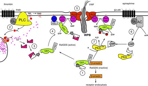 Figure 6. Proposed mechanism for the regulation of Ca2+- and cAMP-mediated WPB exocytosis by RalGDS. (1) In unstimulated endothelial cells, RalGDS is complexed with β-arrestin in the cytoplasm, with the N-terminal part of RalGDS shielding off its catalytic GEF domain. (2) Thrombin stimulation leads to the release of Ca2+ in a PLC-dependent manner59 and to the dissociation of the RalGDS-β-arrestin complex. (3) Ca2+/CaM complex interacts with the IQ-motif present in the N-terminus of RalGDS, inducing a conformational change that relieves RalGDS of autoinhibition of its exchange activity. (4) Simultaneously, RalGDS translocates to the plasma membrane in a RBD-dependent manner by association of its RBD domain with a membrane-tethered active GTPase. (5) Membrane-associated active RalGDS activates Ral, which mediates release of WPBs through the coordination of the exocyst complex and PLD-induced fusion of vesicular and plasma membrane. (6) Triggering of the β2-adrenergic receptor leads to a rise in intracellular cAMP through the action of adenylate cyclase (AC). (7) cAMP-activated protein kinase A phosphorylates RalGDS, causing its translocation and/or partial activation, eventually leading to Ral activation and WPB exocytosis.