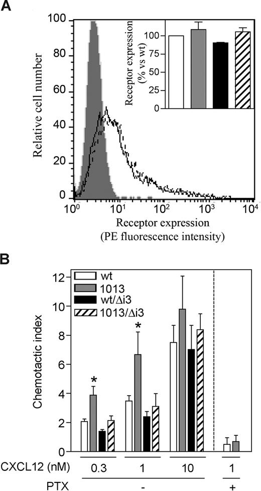 Figure 2. CXCR41013-mediated chemotaxis depends on the SHSK motif of the receptor. (A) A0.01 T cells were transduced to express identical amounts of CXCR4wt, CXCR41013, or the receptors lacking the SHSK motif, CXCR4wt/Δi3, or CXCR41013/Δi3. The panel shows typical cell-surface expression levels of CXCR4wt (solid line) and CXCR41013 (dotted line), as assessed by flow cytometric analysis using PE-conjugated 12G5, compared with parental cells (filled peak). The inset depicts the expression levels of CXCR41013 (▩), CXCR4wt/Δi3 (■), and CXCR41013/Δi3 (▧) compared with that of CXCR4wt arbitrarily set at 100% (□). Data are means plus or minus SEM (n = 3). (B) Transduced cells were subjected to CXCL12-induced chemotaxis as in Figure 1C. The transmigrated cells recovered in the lower chamber were counted by flow cytometry. The data (means ± SEM; n = 3) represent chemotactic indexes that were calculated as follows: (number of cells that migrated toward CXCL12) / (number of cells that migrated spontaneously). Spontaneous migrations were in the same range for all cell populations, reaching 4.4% plus or minus 1.8%, 3.8% plus or minus 2.2%, 4.2% plus or minus 2.2%, and 3.6% plus or minus 0.6% of input CXCR4wt-, CXCR41013-, CXCR4wt/Δi3-, and CXCR41013/Δi3-expressing cells, respectively. As also shown in the panel, pretreating CXCR4wt- or CXCR41013-expressing cells with Bordetella pertussis toxin (PTX) at 0.5 μM for 90 minutes abrogated CXCL12-dependent migration. *P < .05 compared with cells with the other receptors in unpaired one-tailed Student t test.