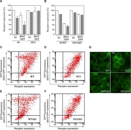 Figure 4. The SHSK motif prevents CXCR4 from constitutive down-modulation. (A,B) Effects of βarr2 on cell-surface expression of CXCR4wt (A), CXCR41013 (A), CXCR4wt/Δi3 (B), and CXCR41013/Δi3 (B). HEK cells stably expressing either of the CXCR4 variants were transiently transfected with pN1-eGFP (N1) or βarr2-GFP. Expression of receptors without (□) or with treatment with 200 nM CXCL12 for 45 minutes at 37°C (■) was then assessed by flow cytometry. Results (means ± SD; n = 3) are receptor expression at the surface of GFP+-gated cells, expressed as percentage of the values in GFP+, pN1-eGFP–transfected cells in the absence of CXCL12 (100%). (C-F) The dot plots from flow cytometric assays represent cell-surface expression of CXCR4wt (C), CXCR41013 (D), CXCR4wt/Δi3 (E), or CXCR41013/Δi3 (F) as a function of βarr2-GFP expression (ie, GFP fluorescence intensity) in transiently cotransfected HEK cells. Experiments (n = 3) were carried out 48 hours after transfection. (G) Fluorescence microscopic imaging of HEK cells stably expressing the GFP-tagged CXCR4 variant receptors.