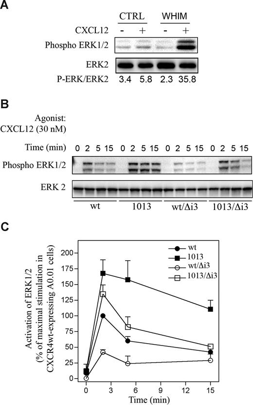 Figure 5. Enhanced and sustained CXCR41013-mediated ERK1/2 activation depends on the SHSK motif. (A) A representative experiment out of 2 showing CXCL12-induced ERK1/2 activation in leukocytes from a healthy subject (CTRL) or a patient with WHIM harboring CXCR41013, with (+) or without (−) 30 nM CXCL12 for 2 minutes at 37°C. Cell lysates were immunoblotted for ERK2 and phosphorylated ERK1/2, and data were quantified as P-ERK/ERK2 ratios. (B,C) Time course of CXCL12-induced ERK1/2 phosphorylation in transduced A0.01 T cells expressing similar amounts of CXCR4wt, CXCR41013, CXCR4wt/Δi3, or CXCR41013/Δi3 (Figure 2A). Cells were stimulated with 30 nM CXCL12 for 2, 5, or 15 minutes, or unstimulated (0), and the ERK2 and phosphorylated ERK1/2 content in the cell lysates was analyzed as in panel A. Immunoblots for ERK2 and phosphorylated ERK1/2 from a representative experiment are depicted in panel B. The values in panel C (means ± SEM; n = 3) represent ERK1/2 activation quantified as P-ERK/ERK2 ratios in cells expressing CXCR4wt, CXCR41013, CXCR4wt/Δi3, or CXCR41013/Δi3, expressed as a percentage of the ERK1/2 activation in CXCR4wt-expressing cells at 2 minutes of stimulation (100%).