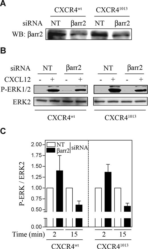 Figure 6. Effects of βarr2 siRNA on CXCR41013-mediated ERK1/2 activation. A0.01 T cells expressing CXCR4wt or CXCR41013 were nucleoporated with siRNA targeting βarr2 or control siRNA (NT). At 48 hours after transfection, cells were stimulated or not with 10 nM CXCL12 for 15 (B,C) or 2 minutes (C). Cell lysates were prepared, and 20 μg of proteins was used to visualize expression of βarr2 (A) and ERK1/2 phosphorylation (B,C). Representative results (n = 3) are shown in panels A and B. (C) ERK1/2 phosphorylation is expressed as a ratio of activated ERK1/2 over total ERK2, and ratios with βarr2 siRNA are compared with those from cells with control siRNA (arbitrarily set at 1). Results are means plus or minus SEM.