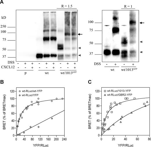 Figure 7. CXCR4wt and CXCR41013 form constitutive heterodimers. (A) Coimmunoprecipitation of CXCR41013 and CXCR4wt. HEK cells stably expressing CXCR4wt (wt) were transfected or not with a CXCR41013 receptor variant fused to GFP at its N-tail (1013GFP). At 48 hours after transfection, cells were incubated without (left and right panels) or with (left panel) 100 nM CXCL12 for 15 minutes in PBS at 37°C and treated or not with the DSS covalent cross-linker; receptors were immunoprecipitated using the anti-CXCR4 mAb 12G5. Immunoprecipitated receptors were analyzed by Western blotting as described in Figure 1. Left and right panels are representative experiments performed with 2 different GFP-CXCR41013 to CXCR4wt ratios (R), which were calculated using a LAS-1000 CCD camera with the Image Gauge 3.4 software. Experiments with parental cells (P) are also shown. The arrowheads indicate monomeric CXCR4wt and GFP-CXCR41013 at 41 and 59 kDa, respectively, and the arrows indicate GFP-CXCR41013/CXCR4wt heterodimers at 100 kDa. (B,C) Detection of receptor dimerization using BRET titration experiments. HEK cells were transfected using the transfection reagent FuGene 6 with constant amounts of cDNA coding for CXCR4wt-RLuc (50 ng/well in 6-well dishes) and increasing amounts (from 25 ng up to 1000 ng) of cDNA encoding for CXCR4wt-YFP (panel B; ○), YFP alone (panel B; ◇), CXCR41013-YFP (panel C; □) or GBR2-YFP (panel C; ▵). Experiments were carried out 48 hours after transfection. Total fluorescence (determined using an excitation filter at 485 nm) and luminescence were used as relative measures of total expression of the RLuc- and YFP-tagged proteins. The CXCR4wt-RLuc receptor amounts were roughly similar in the experimental conditions tested. BRET values, expressed as percent of the maximal BRET reached (BRETmax), are plotted as a function of the ratio of YFP/RLuc fusion proteins. Plotted results are from 3 independent experiments.