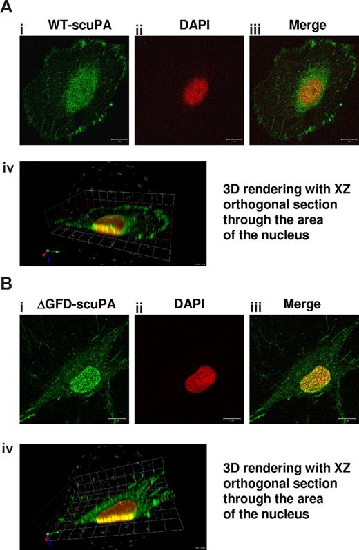 Figure 1. uPA variants translocate to the nucleus. HeLa cells (A) or BJ cells (B) were incubated for 30 minutes with 10 nM WT-scuPA or ΔGFD-scuPA, respectively, in complete medium at 37°C, washed, and fixed in cold MeOH for 15 minutes. To visualize uPA, the fixed cells were incubated with α-uPA pAb and Alexa488-conjugated α-rabbit pAb. Nuclei were stained with DAPI. Images were taken using a Zeiss LSM 510 laser scanning confocal microscope with the z interval set at 0.3 μm. (i-iii) Confocal images taken through a single 0.3-μm optical slice. (i) Staining with α-uPA Ab is shown in green. (ii) Counterstain of the nucleus with DAPI is shown as pseudocolor in red. (iii) Merged images within one focal plane. Scale bar represents 10 μm. (iv) Sequences of merged images taken in various z sections at 0.3-μm intervals were subjected to 3-dimensional (3D) reconstitution using Volocity 4.1.0 software (Improvision, Lexington, MA). Virtual 3D image of the cell was sectioned along the XZ plane through the nucleus. The results reveal that a substantial fraction of scuPA and/or ΔGFD-scuPA is found within the nucleus.