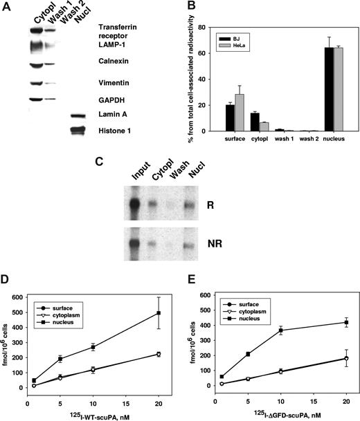 Figure 2. Subcellular distribution of cell-associated 125I-WT-scuPA and 125I-ΔGFD-scuPA. BJ cells were in-cubated with 125I-WT-scuPA (A-D) or 125I-ΔGFD-scuPA (E) in complete medium at 37°C at the indicated concentrations for 1 hour and then washed to remove unbound radioligand. Surface-bound uPA was eluted with glycine buffer, pH = 3.0 (surface). Subcellular fractions were then prepared as described in “Methods,” and the radioactivity in each fraction was counted. Radioactivity in the cytoplasmic extract and wash fractions were combined as a measure of total cytoplasmic content. Radioactivity in the nuclear extract and nuclear pellet were counted separately, but the values were combined as a measure of total nuclear content. (A) Distribution of nuclear and cytoplasmic cell markers. The cytoplasmic extract, the 2 wash fractions, and the nuclear extract were analyzed by SDS-PAGE under reducing conditions, electrotransferred to nitrocellulose membranes, and probed with antibodies to the indicated proteins. This figure indicates that the nuclear fraction does not contain detectable amounts of plasma membrane and cytoplasmic proteins or markers of organelles. (B) Subcellular distribution of 125I-WT-scuPA. BJ and HeLa cells were incubated with 125I-WT-scuPA, cell fractionation was performed as described in “Methods,” and the radioactivity in each fraction was measured. Total cell-associated radioactivity was designated as 100%. (C) 125I-WT-scuPA does not degrade/becomes cleaved upon translocation to the nucleus. BJ cells were incubated with 20 nM 125I-WT-scuPA for 1 hour. The subcellular fractions were isolated as above. The proteins were separated by SDS-PAGE and analyzed using autoradiography under nonreducing (NR) and reducing (1 mM DTT) (R) conditions. Input lane: 125I-WT-scuPA. This figure shows that cytoplasmic and nuclear scuPA migrates as a single band that corresponds to intact protein, and no additional low-molecular-weight bands were evident. (D,E) Dose-dependent accumulation and subcellular distribution of125I-WT-scuPA (D) and 125I-ΔGFD-scuPA (E). The experiments were performed as in panel B. All experiments were performed in triplicate and repeated 2 to 3 times. Data from a representative experiment are presented as mean plus or minus SE.