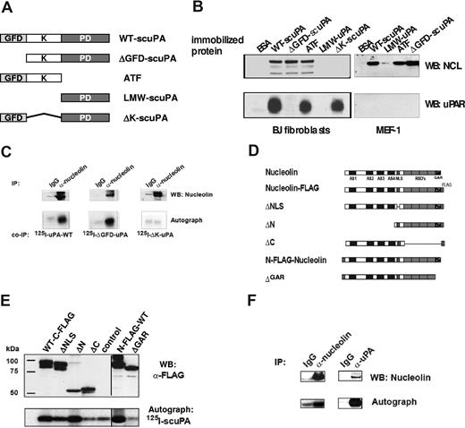 Figure 3. Binding of uPA to nucleolin. (A) Domain organization of uPA and its derivatives. GFD indicates growth factor-like domain; K, kringle-domain; and PD, protease domain. (B) Mapping of the nucleolin-binding domain in scuPA. Lysates from human CASMCs (designated as h-SMC on the figure) and mouse embryonic fibroblasts (MEF-1) were incubated with affinity matrices containing immobilized WT-scuPA, LMW-uPA, ATF, ΔGFD-scuPA, ΔK-scuPA, or BSA as a negative control. Bound proteins were detected by WB using α-nucleolin pAb (top panels), α-human uPAR pAb (lower left panel), and α-mouse uPAR pAb (bottom right panel). GFD-containing uPA mutants bound uPAR, whereas those containing the KD but not GFD bound nucleolin in uPAR-independent manner. (C) Pull-down of nucleolin with uPA deletion variants. 125I-WT-scuPA, 125I-ΔGFD-scuPA, or 125I-ΔK-scuPA (5 nM) was added to 293HEK lysates, and nucleolin was immunoprecipitated with an α-nucleolin pAb (lanes “α-nucleolin”). Rabbit Ig was used as a negative control (lanes “IgG”). The immune complexes were analyzed by WB. Nucleolin was detected using an α-nucleolin MAb (top panel). Co-IP: Bound scuPA deletion variants were detected by autoradiography (bottom panel). (D) Domain organization of nucleolin. AS indicates acidic stretch; GAR, glycine- and arginine-rich domain; RBD, RNA-binding domain; and NLS, nuclear localization signal. (E) Mapping the uPA-binding region in nucleolin. 293 HEK cells were transfected with pcDNA3.1 vectors encoding FLAG-tagged nucleolin mutants. Mutants are as described in panel D. The corresponding lysates were incubated with 125I-WT-scuPA for 1 hour at 20°C, and nucleolin mutants were immunoprecipitated with agarose-conjugated α-FLAG MAb. The immunoprecipitates were analyzed by WB, FLAG-nucleolin variants were visualized with an HRP-α-FLAG MAb (α-FLAG, top panel), and 125I-WT-scuPA was imaged by autoradiography (125I-scuPA, bottom panel). Vertical lines have been inserted to indicate repositioned gel lanes (“N-FLAG-WT” and “ΔGAR”). (F) Coimmunoprecipitation of nucleolin with 125I-WT-scuPA. HeLa cells were preincubated with 50 nM 125I-WT-scuPA for 1 hour at 37°C and then lysed. Nucleolin or scuPA was immunoprecipitated with rabbit polyclonal α-nucleolin Ab (lane “α-nucleolin”) or with rabbit polyclonal α-uPA Ab (lane “α-uPA”), respectively. Rabbit Ig was used as a negative control (lanes “IgG”). The immunoprecipitates were analyzed by WB using mouse α-nucleolin MAb (panel “WB: α-nucleolin”), and autoradiography to detect 125I-WT-scuPA (panel “Autograph” 125I-scuPA). An experiment representative of 3 so performed is shown.