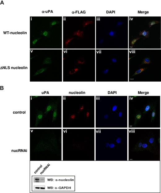 Figure 6. Nucleolin mediates transport of scuPA to the nucleus. (A) ΔNLS-nucleolin abrogates nuclear translocation of ΔGFD-scuPA. MEF-1 cells, transfected with vectors encoding either mouse WT-nucleolin-FLAG (top panel) or ΔNLS-nucleolin-FLAG (bottom panel), were incubated with ΔGFD-scuPA (20 nM) for 30 minutes at 37°C and then fixed in MeOH as in Figure 1. ΔGFD-scuPA was visualized using polyclonal α-uPA Ab and Alexa488-conjugated secondary Ab (green; i,v). FLAG-tagged nuceolin variants were visualized with Cy3-conjugated mouse α-FLAG MAb (red; ii,vi). Nuclei were stained with DAPI (blue; iii,vii). Panels iv and viii show merged images. (B) Effect of nucleolin down-regulation on nuclear translocation of ΔGFD-scuPA. BJ cells were transduced with “empty” lentivirus (top panel) or lentivirus delivering a cassette expressing a nucleolin-targeting shRNA (bottom panel, nucRNAi). Cells were incubated with 20 nM ΔGFD-uPA for 30 minutes, fixed, and stained as above, except that endogenous nucleolin was detected using mouse α-nucleolin MAb and Alexa546-conjugated α-mouse Ab (red, ii,vi). Panels iv and viii show merged images. Scale bar represents 10 μm. (Inset) WB of lysates from cells transduced with lentivirus variants as in panel B using mouse α-nucleolin MAb to analyze nucleolin content and α-GAPDH MAb for the control of total protein loading. A decrease in expression of nucleolin, but not GAPDH, is seen.