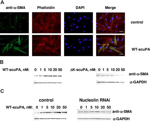 Figure 7. Nuclear uPA up-regulates expression of α-SMA in BJ cells. (A) BJ cells were serum-starved for 24 hours and serum-free medium containing 10 nM WT-scuPA (bottom panel) was then added for 24 hours. Control cells were replenished with fresh serum-free medium alone (top panel). The cells were washed, fixed in 4% PFA for 15 minutes, and permeabilized in 0.1% TritonX-100/PBS. α-SMA was visualized using mouse anti–α-SMA MAb and goat α-mouse Alexa 488-conjugated pAb (green). F-actin was detected with Alexa 647-conjugated phalloidin (red). Nuclei were stained with DAPI (blue). Images were taken using a Leica DMI 4000B microscope at 40× magnification equipped with Leica DFC350FX camera and Leica Application Suite (version 2.3.4R2) software (Leica Microsystems CMS). Scale bar represents 20 μm. (B) WT-scuPA, but not ΔK-scuPA, up-regulates α-SMA. BJ cells were serum-starved for 24 hours and serum-free medium containing either 1 to 50 nM WT-scuPA (left panel) or 1 to 50 nM ΔK-scuPA (right panel) was added for 24 hours. Cell lysates were prepared as in “Methods,” analyzed by SDS-PAGE and WB using mouse anti–α-SMA MAb and α-GAPDH MAb. The results shown are from 1 experiment representative of 5 so performed. (C) Nucleolin mediates scuPA-induced up-regulation of α-SMA. BJ cells were transduced with either control lentivirus (control) or lentivirus carrying nucleolin-targeting shRNA as described in “Methods.” Cells were starved as above and stimulated with WT-scuPA as in panel B. Expression of α-SMA and GAPDH was analyzed as in panel B. The results shown are from 1 experiment representative of 3 so performed.