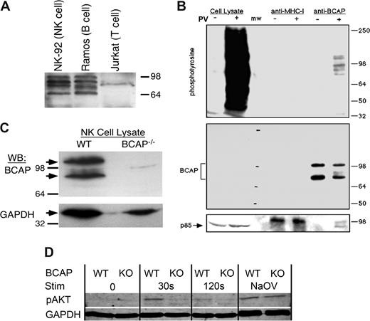 Figure 1. BCAP is expressed in human and murine NK cells, recruits PI3-K upon tyrosine phosphorylation, and is involved in Akt signaling. (A) Whole cell lysates from (0.5 million cells/lane) were separated by SDS-PAGE and immunoblotted for BCAP. Multiple bands are the result of alternative splicing,22 and the weak band near 85 kDa was nonspecific in all lysates tested. (B) NK-92 cells (40 million/sample) were treated with (+) or without (−) pervanadate for 10 minutes at 37°C, lysed, immunoprecipitated with anti-MHC-I mAb (W6/32) and anti-BCAP mAb (4L8E6), separated by SDS-PAGE, and immunoblotted for phosphotyrosine, BCAP, and the p85 subunit of PI3-K. (C) NK cells from wild-type (WT) and BCAP−/− mice were MACS purified and cultured with IL-2 for 1 week. Whole cell lysates (106/sample) were separated by SDS-PAGE and immunoblotted for BCAP and GAPDH. (D) Purified NK cells from WT or BCAP−/− mice were sorted and cultured in IL-2 for 8 days, then stimulated with biotinylated anti-NK1.1 antibody and streptavidin. Cells were lysed at the indicated times after streptavidin addition, and Akt phosphorylation was resolved by Western blot. Immunoblotting for GAPDH levels was performed as a loading control. No streptavidin was added to the time 0 samples, and the positive control was treated with pervanadate for 10 minutes. The result is representative of 4 separate experiments.