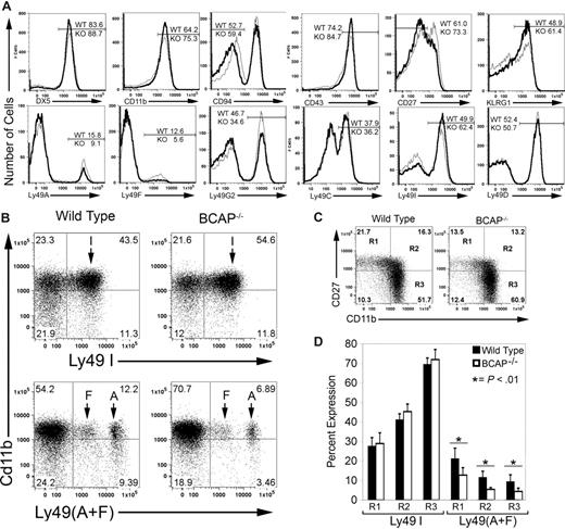 Figure 3. Increased mature splenic NK cells and shift in expression of Ly49 receptors in BCAP−/− mice. (A) Surface staining of NK cells (CD3−NK1.1+) is shown, with BCAP−/− cells represented by the thicker line. Histograms with equal numbers of cells are compared, and the percentage of cells in each gate is indicated. (B) Expression of inhibitory Ly49 receptors as a function of CD11b expression. NK cells were stained for CD11b and either Ly49A and Ly49F or Ly49I. (C) Relationship between CD11b expression and CD27 expression in BCAP−/− and wild-type NK cells. Quadrants labeled R1, R2, and R3,31 define immature NK cells (R1) and 2 functionally distinct mature subsets (R2 and R3), and the percentage of cells in each quadrant is listed. (D) Expression of self-recognizing and non–self-recognizing inhibitory Ly49 receptors on NK cells from wild-type (■) or BCAP−/− mice (□) as a function of maturity. Cells within R1, R2, and R3, as in panel C, were further stained for either Ly49I, or Ly49A and Ly49F. Error bars show the SD from 5 mice (*difference with P < .01). All data shown in this figure are representative of at least 3 experiments.